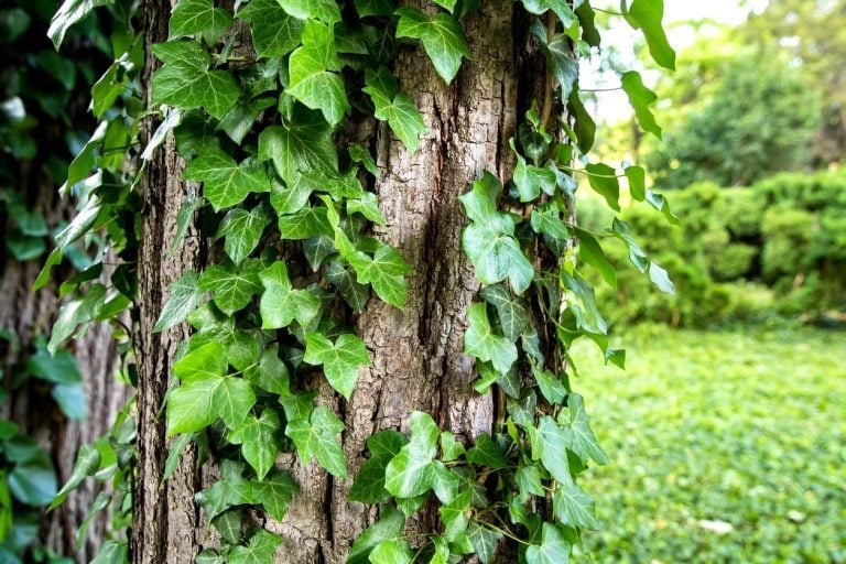 faut il laisser lierre sur arbre