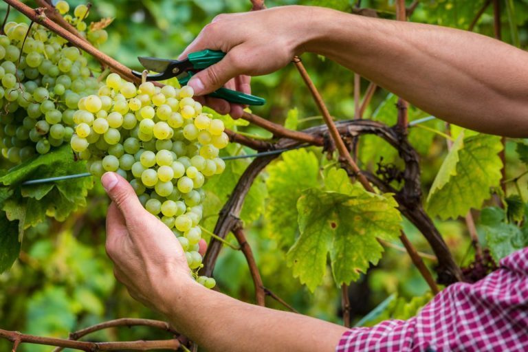 quand et comment tailler la vigne