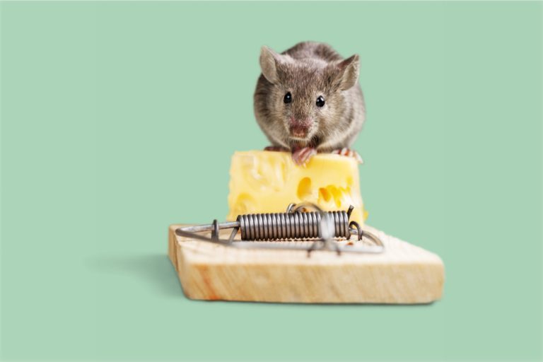 comment se debarrasser des souris efficacement