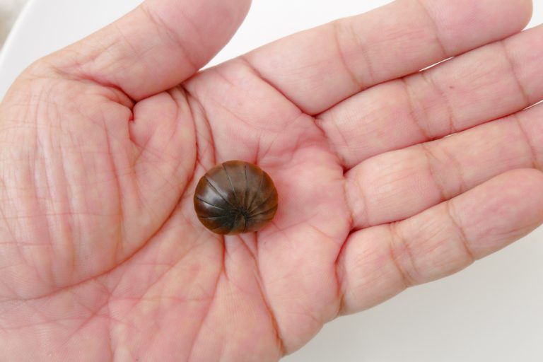se débarrasser cloportes maison ou jardin