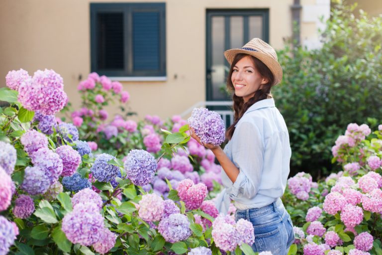 ne plantez jamais un hortensia à cet endroit dans votre jardin