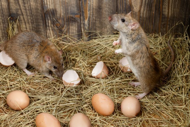se débarrasser rapidement des rats poulailler