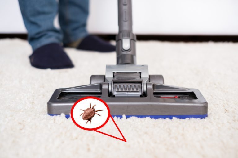comment se débarrasser des puces maison