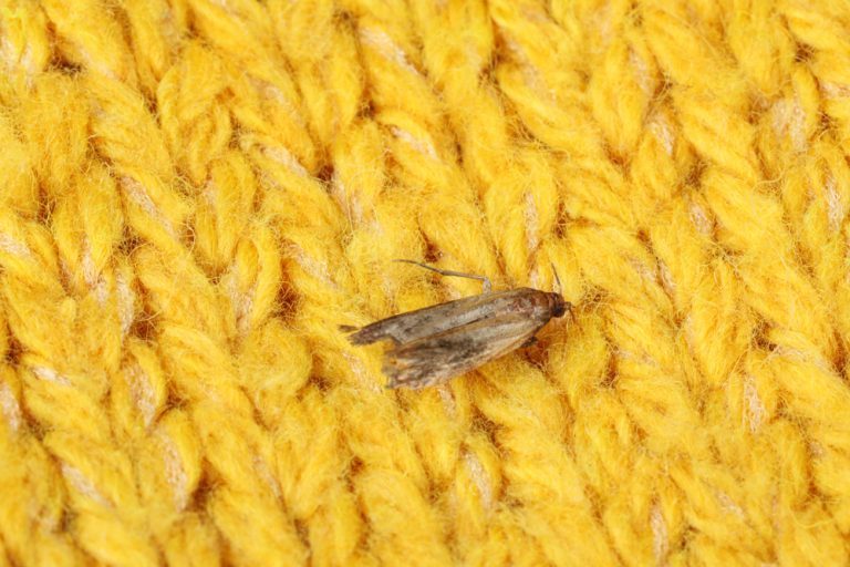 se débarrasser des mites textiles