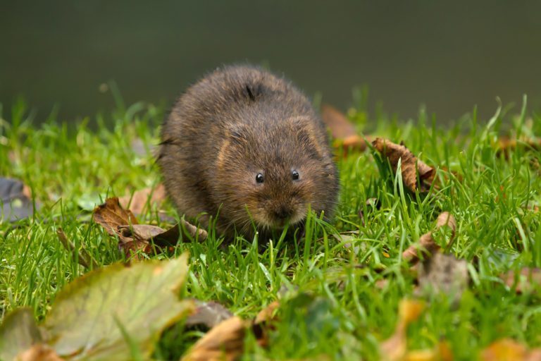 comment se débarrasser des rats taupiers jardin