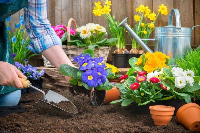 quelles fleurs planter en janvier