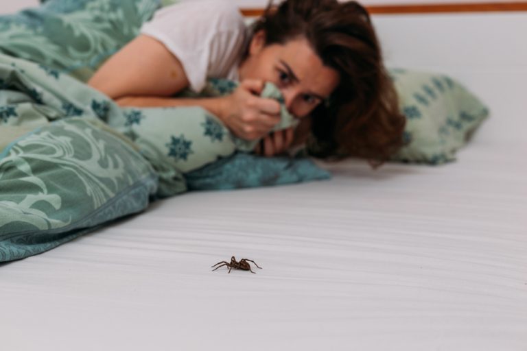 comment se débarrasser araignées