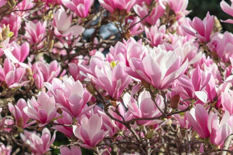 quand et comment planter magnolia