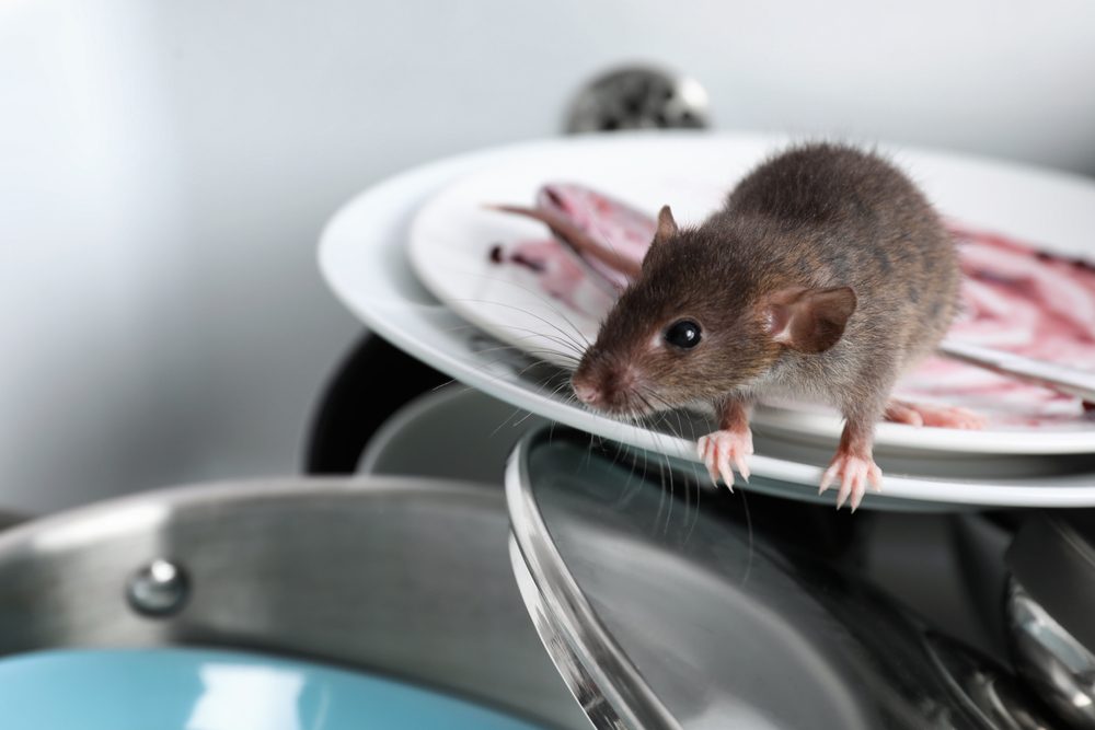 rat attiré par la nourriture