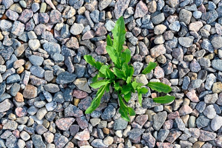 se débarrasser mauvaises herbes naturellement