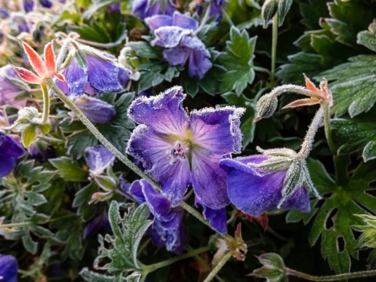 préparer géranium hiver