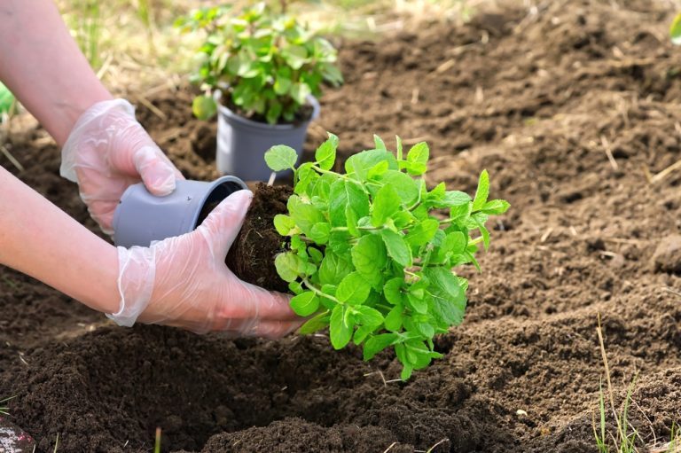 quand planter menthe