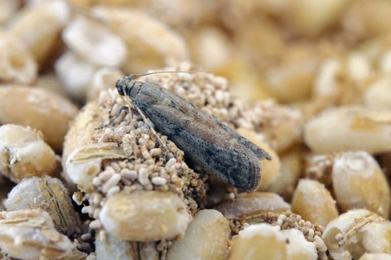 se débarrasser mites alimentaires