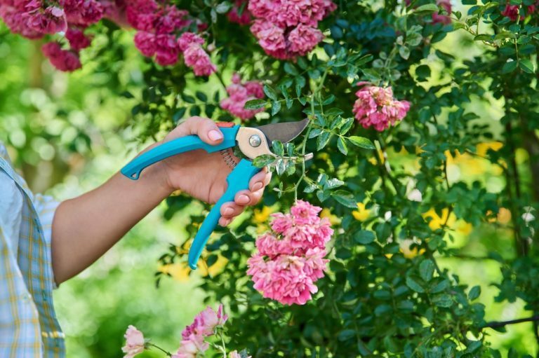 quand tailler les arbustes à fleurs
