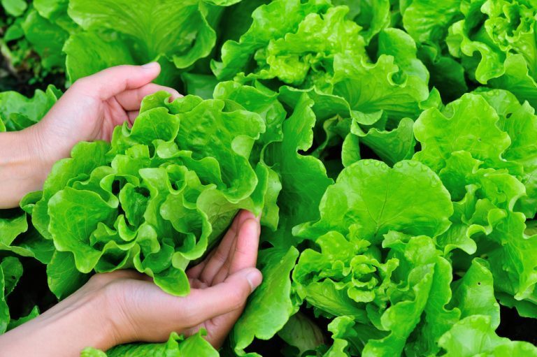 salades qui résistent au froid