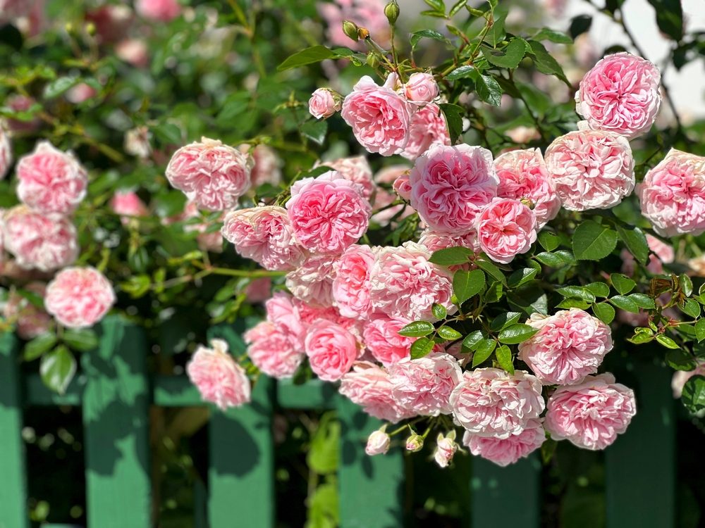 rosier buisson comment le tailler