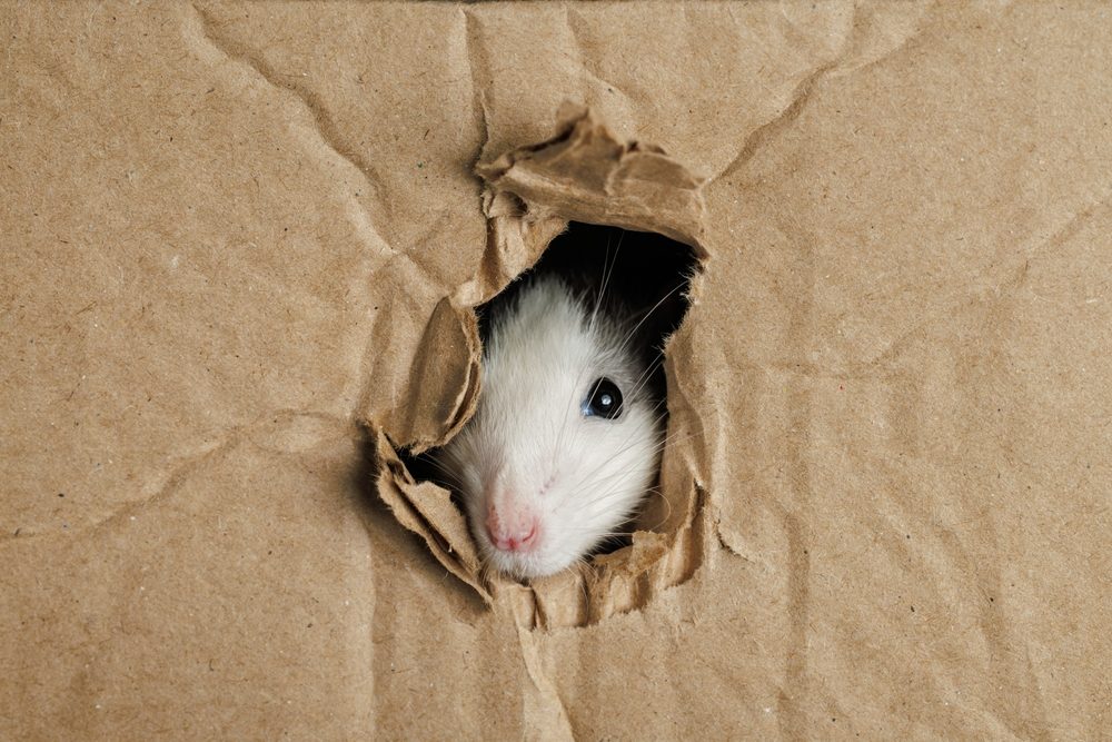 par ou entrent les rats et souris
