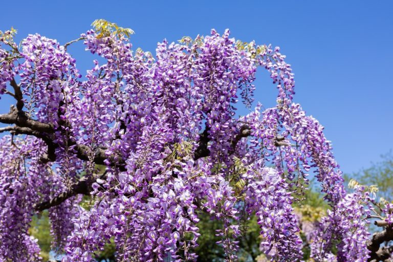 quand tailler une glycine