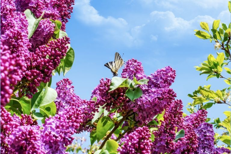 tailler l'arbre à papillons