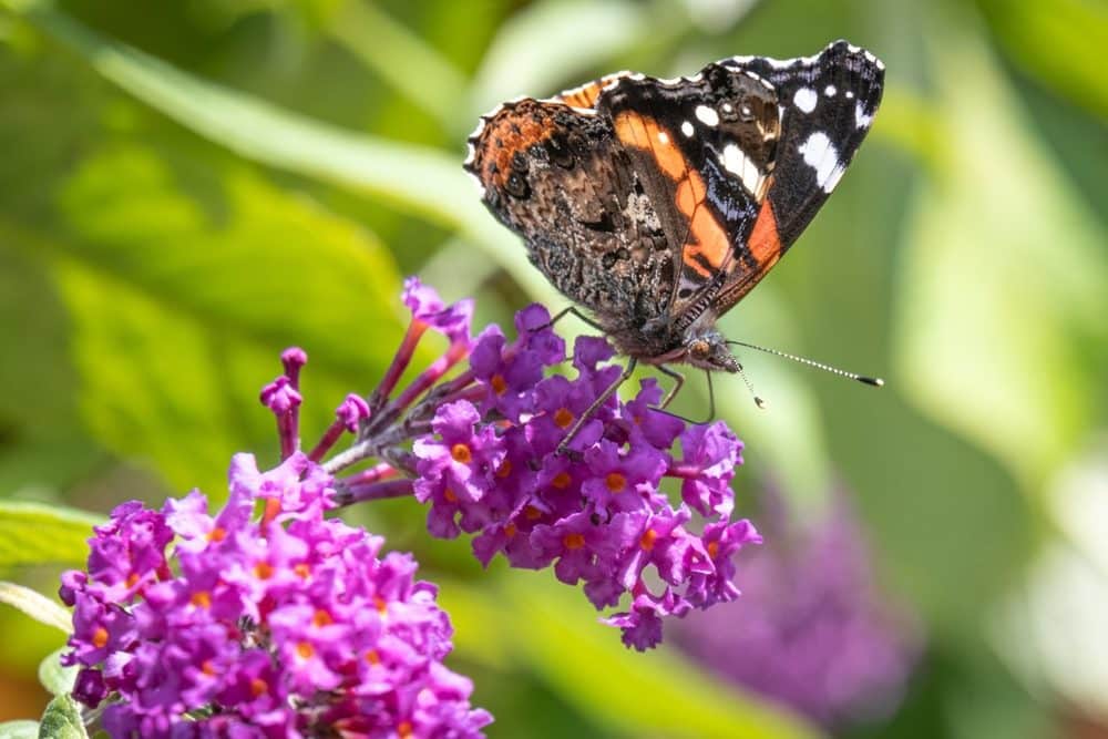 quand et comment tailler le buddleia