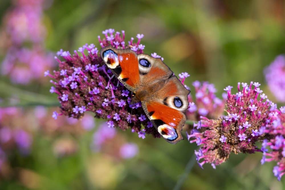 quand tailler le buddleia