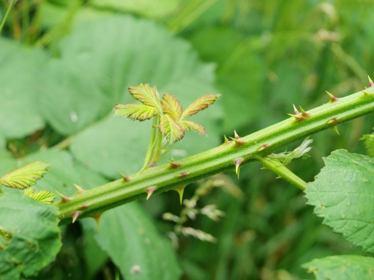 éliminer ronces tenaces jardin
