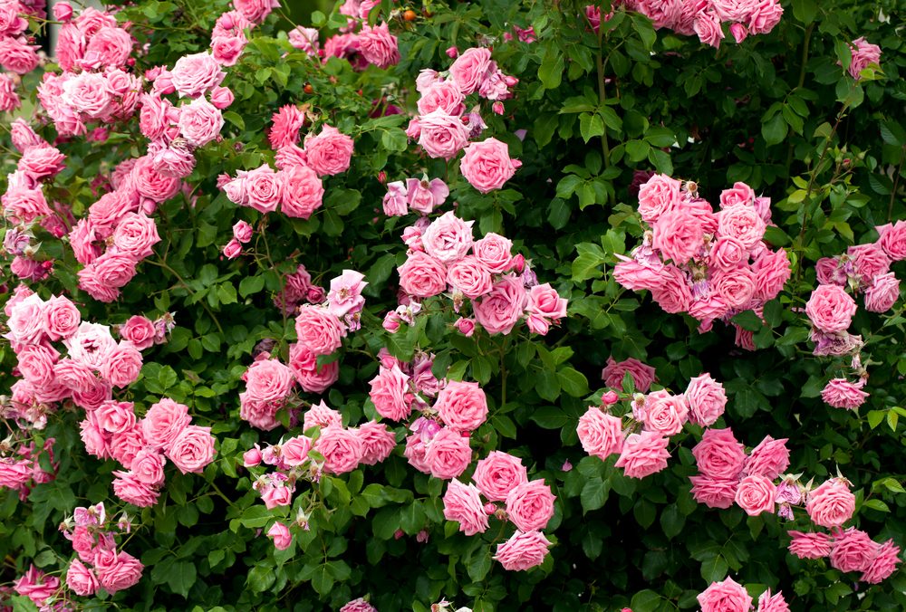 comment tailler rosier buisson