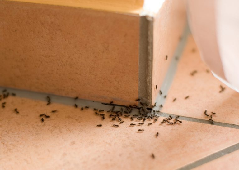 se debarrasser fourmis
