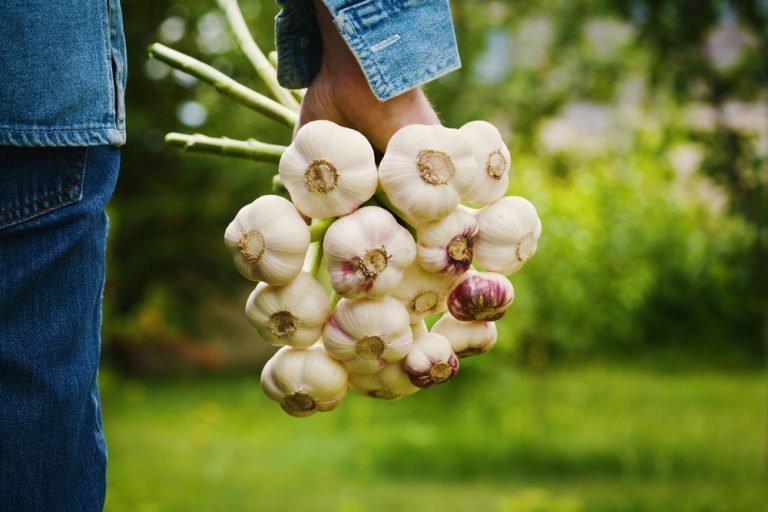 quand planter l'ail blanc potager