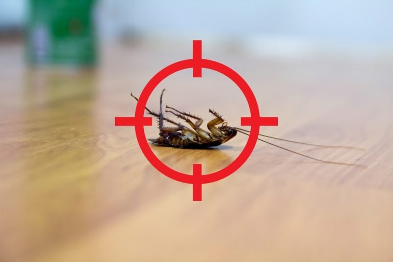 comment se débarrasser des cafards maison