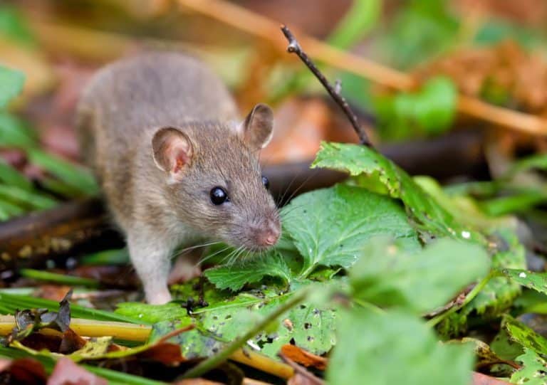 astuce bouteille plastique rat jardin