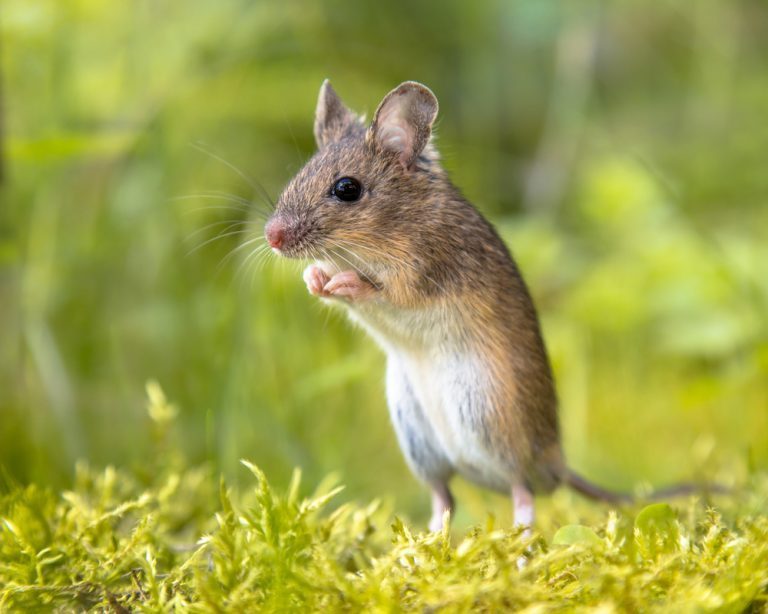comment se débarrasser rapidement des mulots dans son jardin