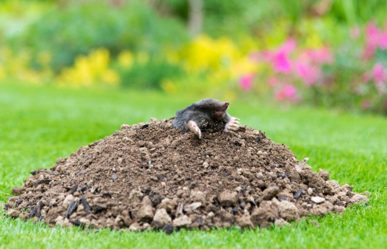 comment se débarrasser des taupes dans son jardin de manière définitive
