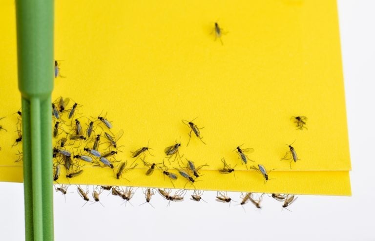 comment se débarrasser des moucherons dans les plantes