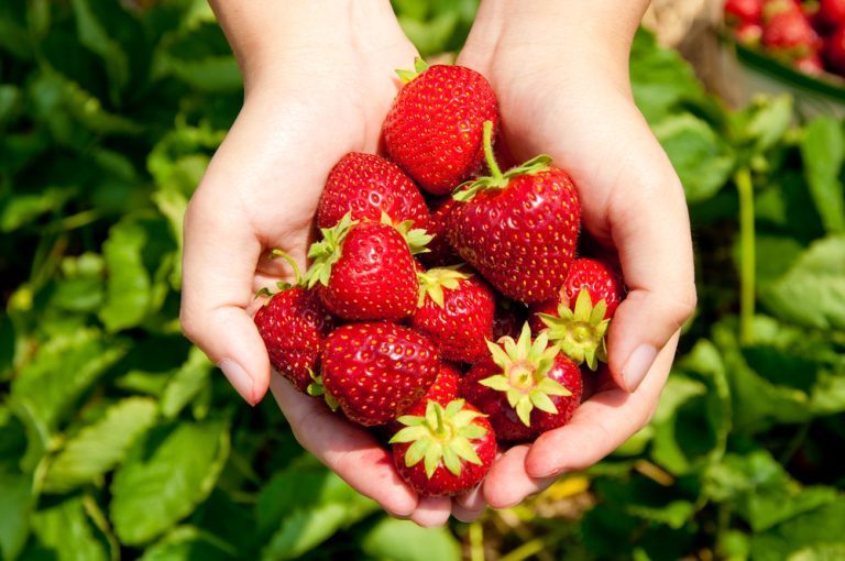 quand et comment planter des fraisiers