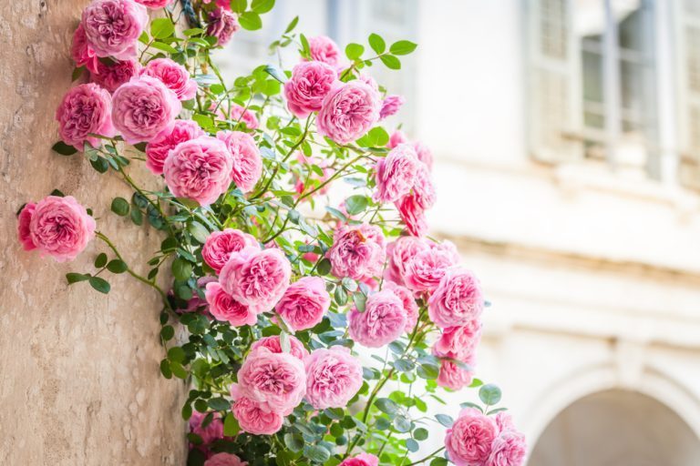 comment tailler les rosiers grimpants avant le printemps