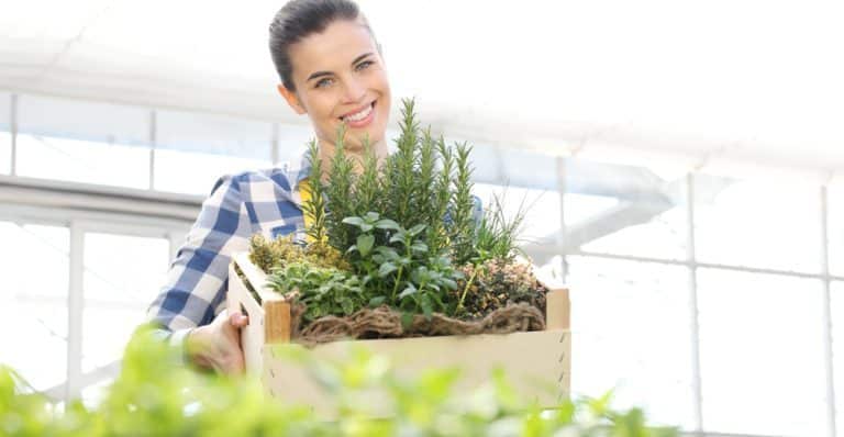 le meilleur moment pour planter des herbes aromatiques