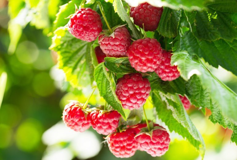 comment faire pousser un framboisier à partir d'un fruit