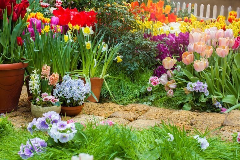 plus belles fleurs à planter dès février pour un jardin coloré cet été