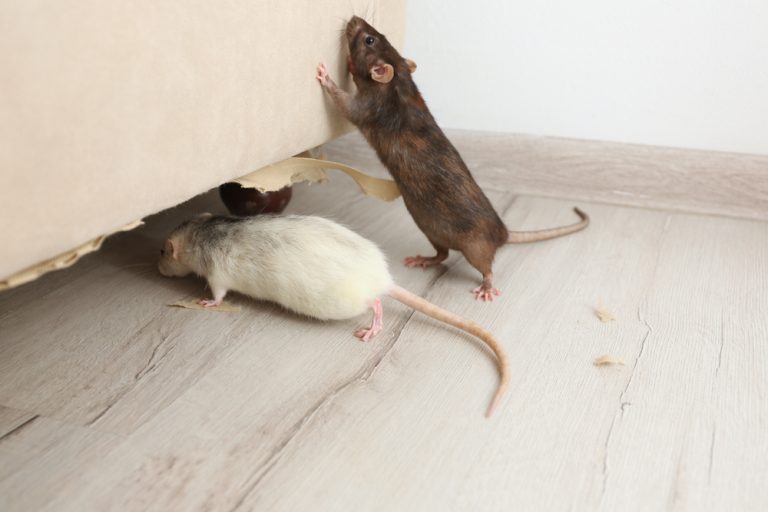 comment se debarrasser rats