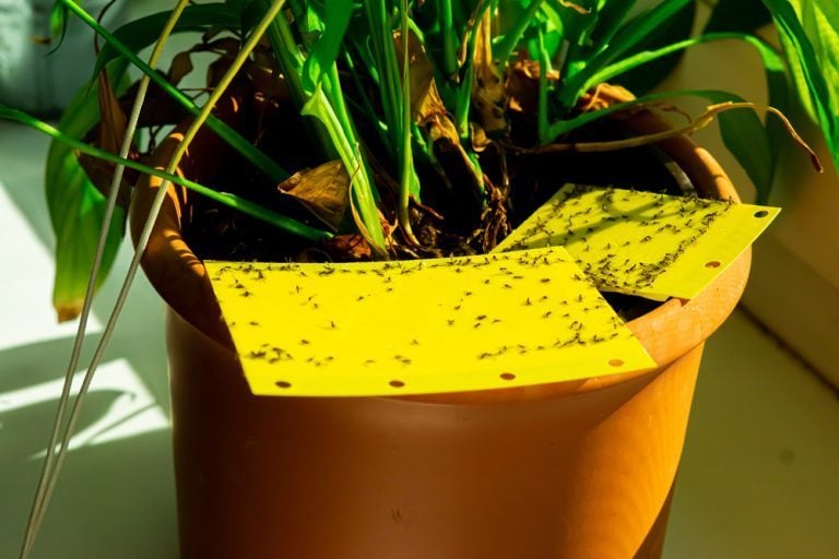 comment se débarrasser des moucherons dans les plantes