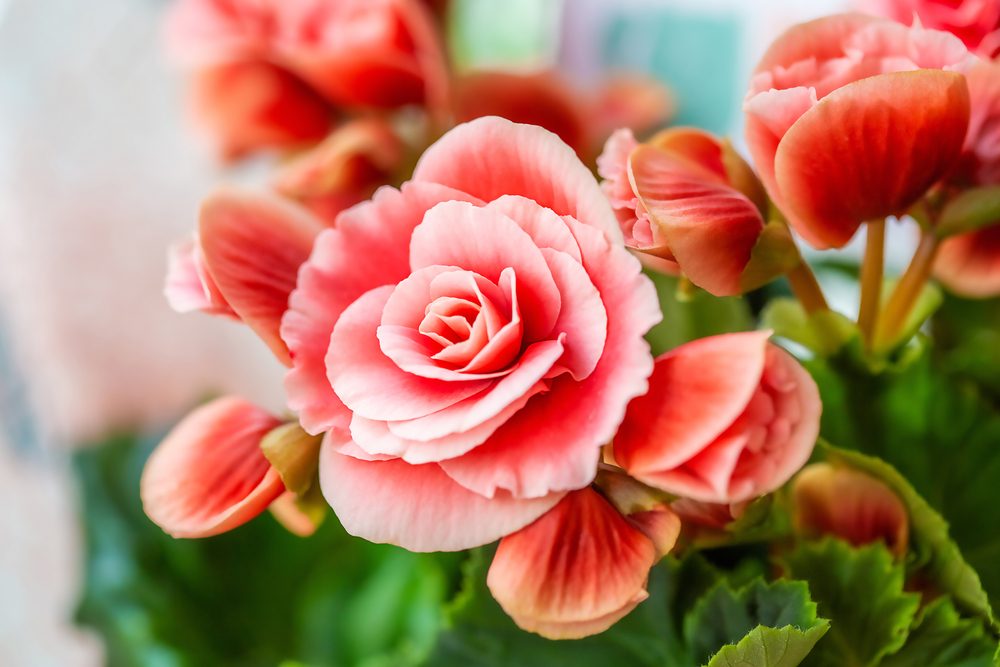 begonias
