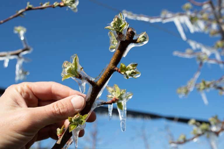 comment protéger arbres fruitiers hiver
