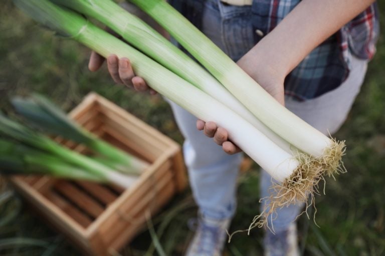 quand planter des poireaux au potager