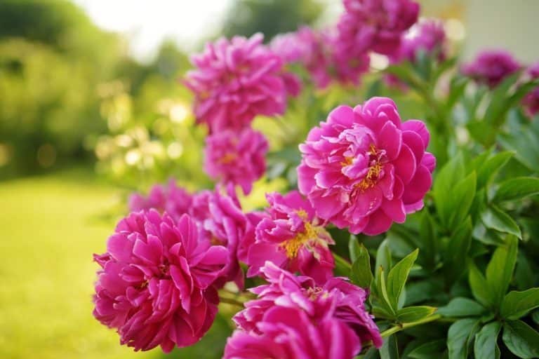 quand et comment planter des pivoines
