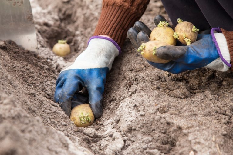planter des pommes de terre germées