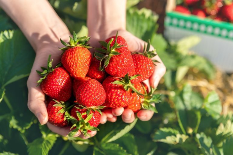 quand et comment planter des fraises dans son jardin