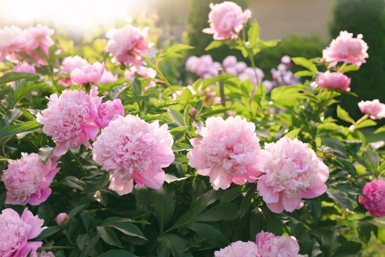 geste hiver pour pivoines magnifiques au printemps