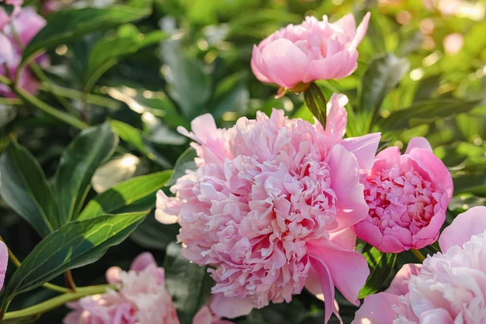 pivoine arbustive