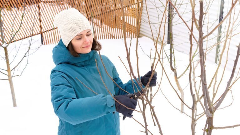 peut on tailler arbres quand il gele